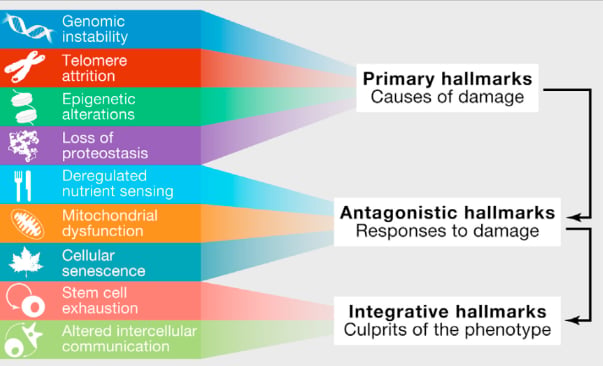 causes of dna damage