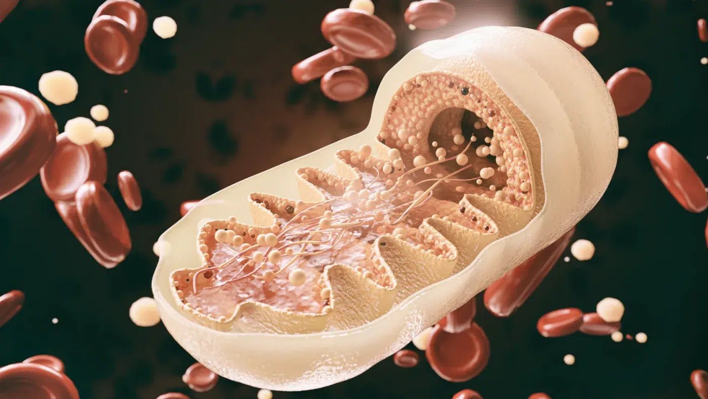 mitochondria cell in close up D Rendering